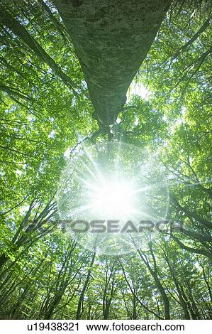 Stock Image - Sunlight shining through branches in a beech forest, Mt. Hakkoda, Aomori Prefecture, Japan. Fotosearch