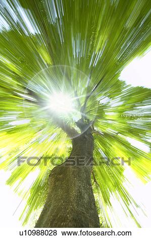 Sunlight shining through branches of a blurred tree View Large Photo Image Stock Photo - Sunlight shining through branches of a blurred tree. Fotosearch