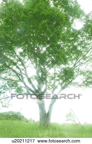 Sunlight shining through branches of a tree, Appi-kogen, Hachimantai, Iwate Prefecture, Japan View Large Photo Image Stock Photo - Sunlight shining through branches of a tree, Appi-kogen, Hachimantai, Iwate Prefecture, Japan. Fotosearch