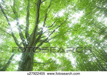 Stock Photography - Sunlight shining through branches of trees, Sunlight shining through leafy green branches, Appi-kogen, Hachimantai, Iwate Prefecture, Japan. Fotosearch