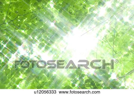 Stock Image - Sunlight shining through leafy green branches, Appi-kogen, Hachimantai, Iwate Prefecture, Japan. Fotosearch