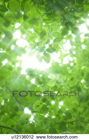 Sunlight shining through leafy green branches, Appi-kogen, Hachimantai, Iwate Prefecture, Japan View Large Photo Image Stock Image - Sunlight shining through leafy green branches, Appi-kogen, Hachimantai, Iwate Prefecture, Japan. Fotosearch