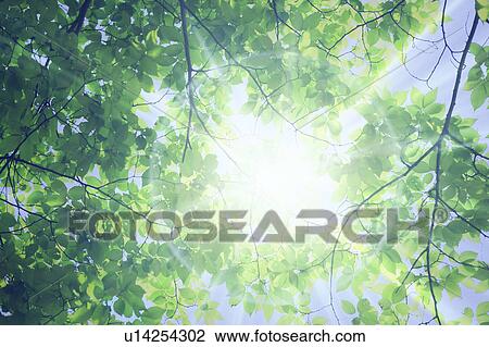 Sunlight shining through leafy green branches View Large Photo Image Stock Image - Sunlight shining through leafy green branches. Fotosearch