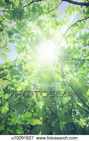 Stock Photo - Sunlight shining through leafy green branches. Fotosearch