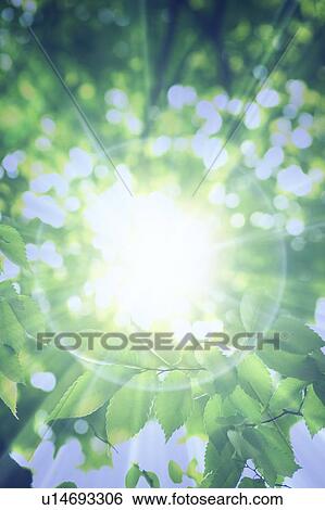 Stock Photograph - Sunlight shining through leafy green branches. Fotosearch