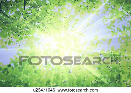 Stock Photograph - Sunlight shining through leafy green branches. Fotosearch
