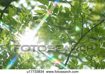 Picture - Sunlight shining through tree branches, Osaka City Park, Osaka, Japan. Fotosearch