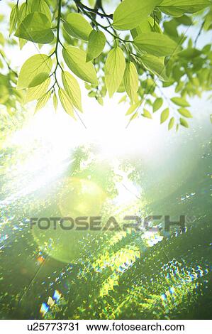 Stock Image - Sunlight shining through tree branches. Fotosearch