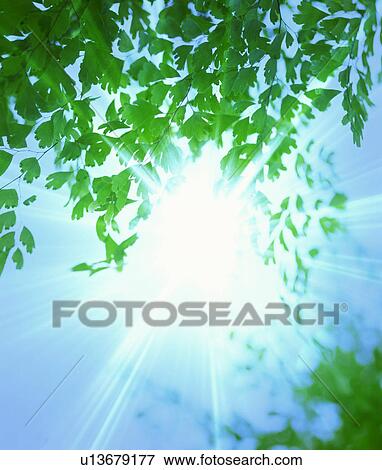 Sunlight shining through tree branches View Large Photo Image Stock Photo - Sunlight shining through tree branches. Fotosearch