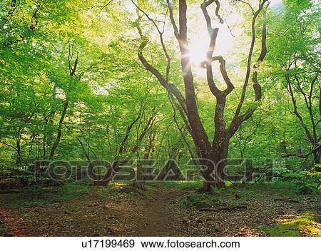 Stock Photo - Sunlight shining through tree branches into a forest clearing. Fotosearch
