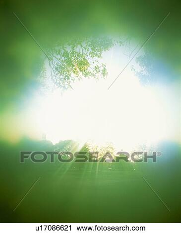Stock Image - Sunlight shining through trees. Fotosearch