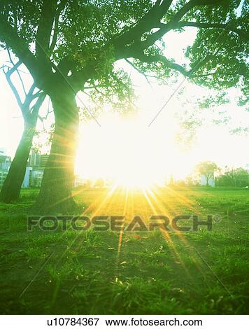 Sunlight shining through trees View Large Photo Image Stock Photo - Sunlight shining through trees. Fotosearch