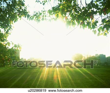 Stock Photo - Sunlight shining through trees. Fotosearch