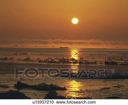 Stock Image - Sunrise over drift ice, Shibetsu-machi, Hokkaido, Japan. Fotosearch