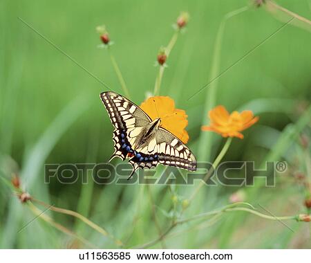 Swallowtail butterfly. View Large Photo Image Stock Photography - Swallowtail butterfly.. Fotosearch