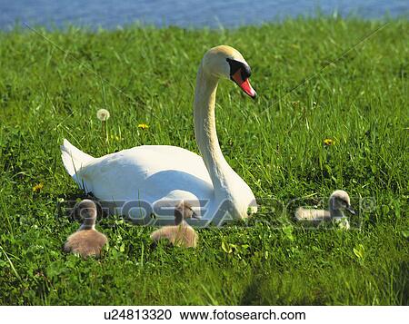 Stock Image - Swan sitting with offspring. Fotosearch