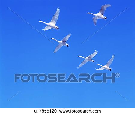 Stock Image - Swans flying against a clear blue sky. Fotosearch