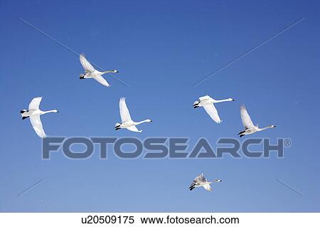 Stock Photography - Swans flying against a clear blue sky. Fotosearch
