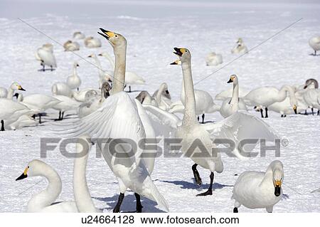 Stock Photo - Swans on a snowy landscape. Daisen, Akita Prefecture, Japan,. Fotosearch