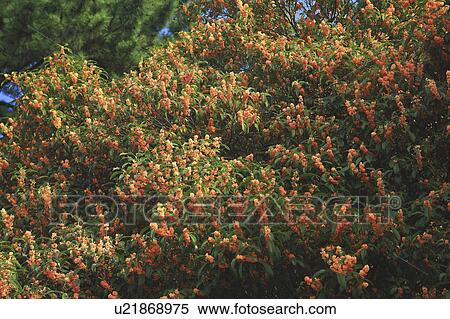 Stock Photography - Sweet olive. Fotosearch