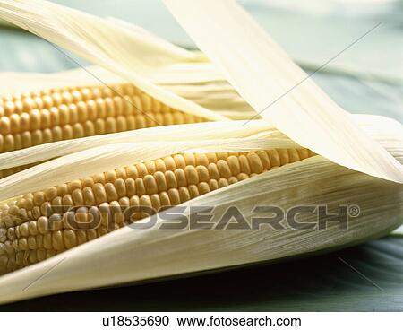 Sweetcorn View Large Photo Image Stock Image - Sweetcorn. Fotosearch
