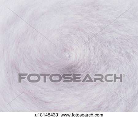 Swirl of fur View Large Photo Image Stock Image - Swirl of fur. Fotosearch