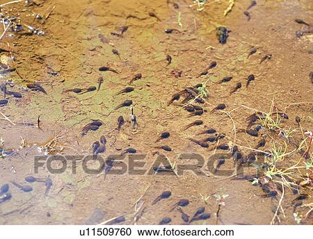 Tadpoles swimming View Large Photo Image Stock Image - Tadpoles swimming. Fotosearch