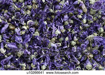 Stock Image - Tea leaves of purple flowers. Fotosearch