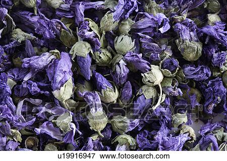 Stock Photo - Tea leaves of purple flowers. Fotosearch