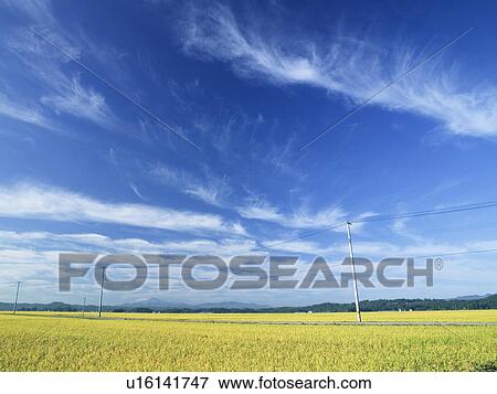 Stock Photo - Telegraph pole over wheat field, Daisen, Akita Prefecture, Japan. Fotosearch
