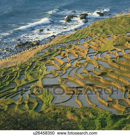 Terraced rice fields, Senmaida, Ishikawa Prefecture, Japan View Large Photo Image Stock Image - Terraced rice fields, Senmaida, Ishikawa Prefecture, Japan. Fotosearch
