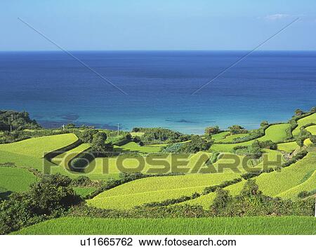 Stock Image - Terraced rice paddies, Nagato, Yamaguchi Prefecture, Japan. Fotosearch