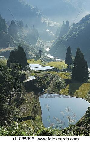 Terraced rice paddy, Nagaoka, Niigata Prefecture, Japan View Large Photo Image Stock Photograph - Terraced rice paddy, Nagaoka, Niigata Prefecture, Japan. Fotosearch