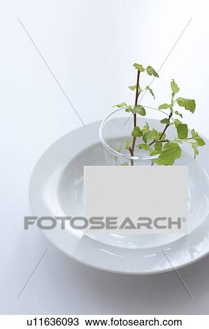 Stock Image - The leaf on a vessel, and a white card. Fotosearch