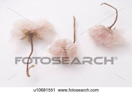 Three cherry blossoms View Large Photo Image Stock Image - Three cherry blossoms. Fotosearch
