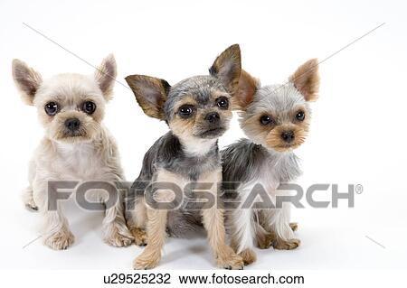 Stock Image - Three cute dogs. Fotosearch