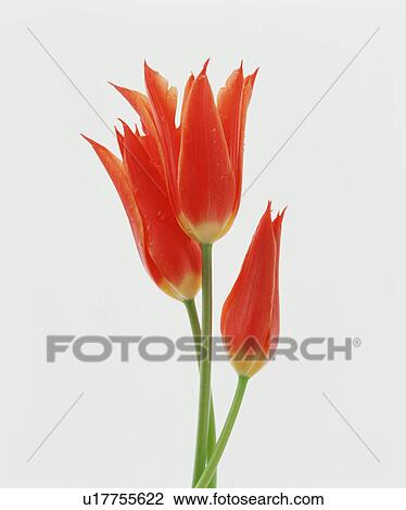 Stock Image - Three Red Flowers. Fotosearch
