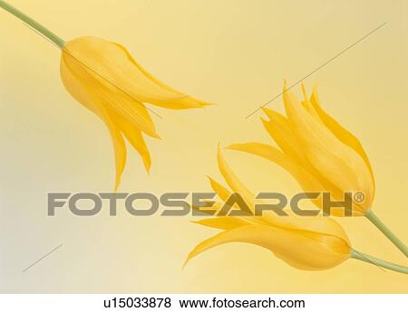 Stock Photo - Three yellow tulips. Fotosearch