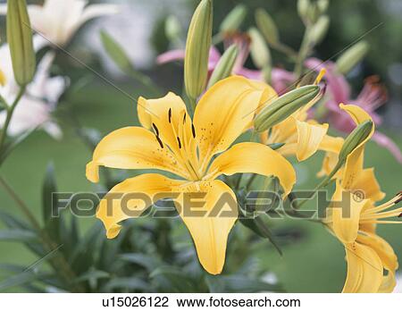 Thunberg Lilies View Large Photo Image Stock Image - Thunberg Lilies. Fotosearch