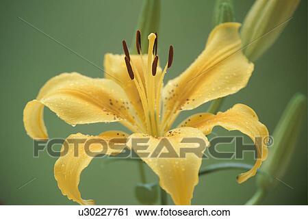 Stock Image - Thunberg Lily. Fotosearch