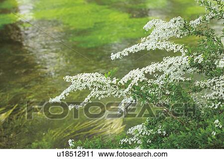 Thunderberg's meadowsweet on a riverbank View Large Photo Image Stock Image - Thunderberg's meadowsweet on a riverbank. Fotosearch
