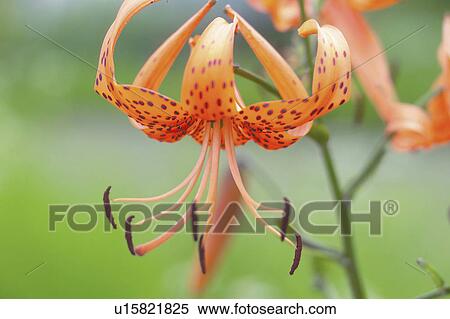Stock Photography - Tiger lily. Fotosearch