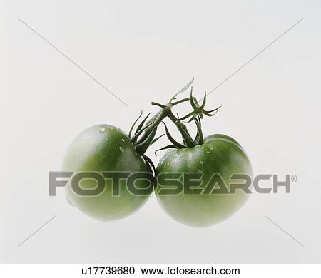 Tomatoes View Large Photo Image Stock Image - Tomatoes. Fotosearch