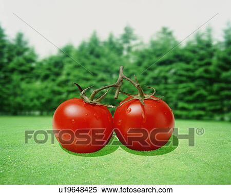 Tomatoes View Large Photo Image Stock Photography - Tomatoes. Fotosearch