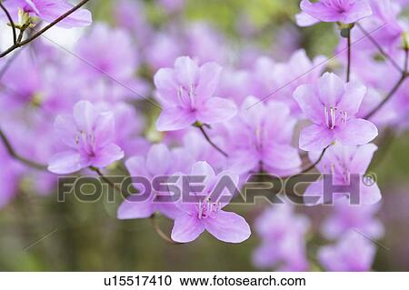 Stock Image - Torch azalea. Fotosearch