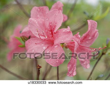 Stock Image - Torch azaleas, Tochigi Prefecture, Japan. Fotosearch
