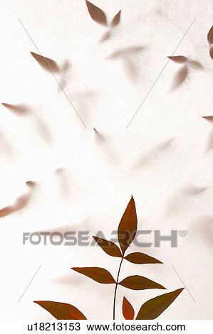 Stock Image - Transparent Nunn Teng leaves. Fotosearch