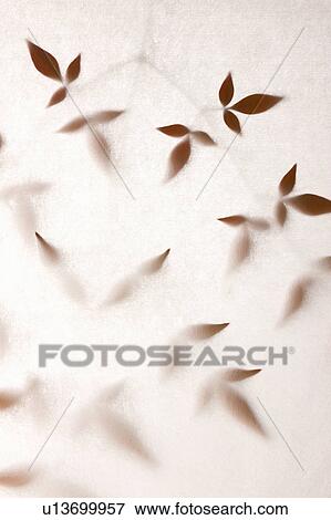 Stock Photo - Transparent Nunn Teng leaves. Fotosearch