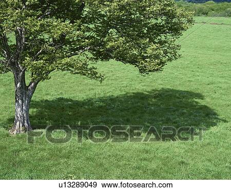 Stock Photo - Tree and lawn, Aomori Prefecture, Honshu, Japan. Fotosearch