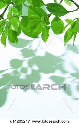 Stock Photo - Tree branch. Fotosearch